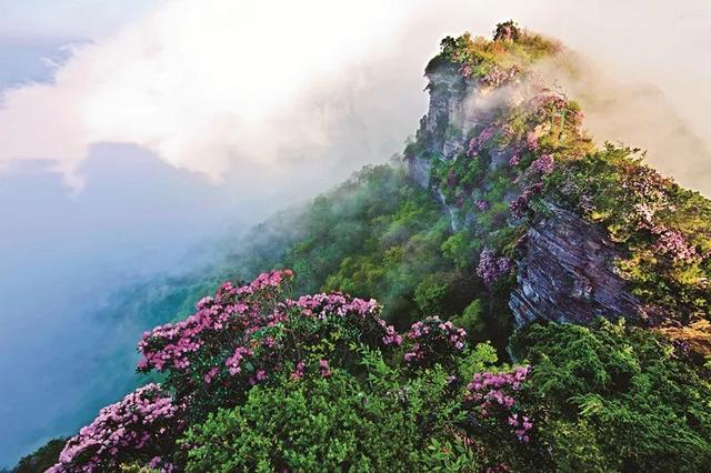 第八届光雾山杜鹃花节邀您赴一场"高山杜鹃花海"之约!