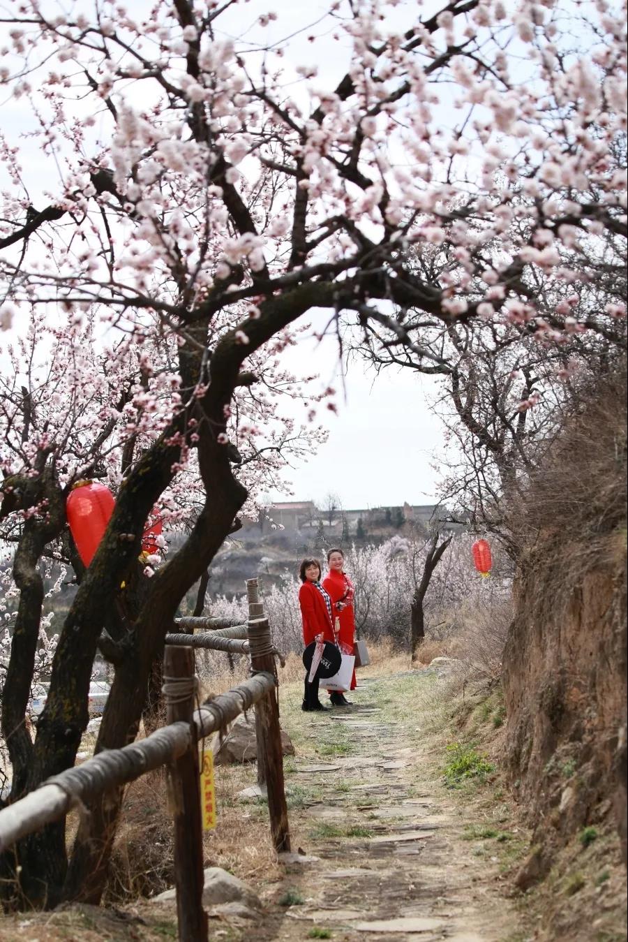 山西运城百花节:"美丽乡村"带来"美丽经济"     在新绛县万安镇天地庙